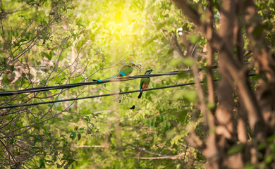 Two Guardabarrancos birds in the trees, National bird of Nicaragua on a branch, Two Guardabarrancos on a branch, Central American national bird