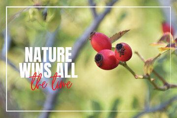 Nature wins all the time. Wording design, lettering. Beautiful inspirational, motivational, life quotes. Rose hip plant in nature, closeup photography