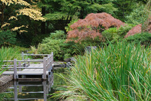 Zig Zag Wooden Footbridge Over A Pool In The Japanese Gardens, Shrubs With Autumn Foliage. 