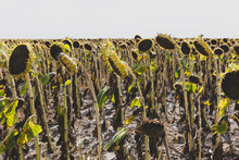 A Field Of Sunflower Plants, Their Heavy Heads Ripe With Seed. 