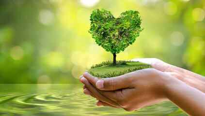 Wall Mural - environment earth day in the hands of trees growing seedlings. bokeh green background female hand ho