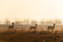 Group Of Roe Deers On The Field