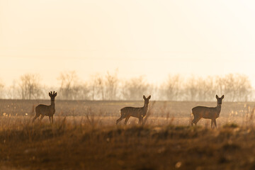 group of roe deers on the field