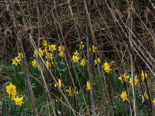 Wall Mural - daffodils in spring