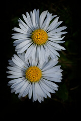 Wall Mural - Pâquerette -  Bellis perennis - Astéracées, 