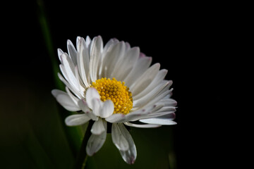 Sticker - Pâquerette -  Bellis perennis - Astéracées, 