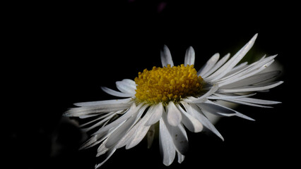 Sticker - Pâquerette -  Bellis perennis - Astéracées, 