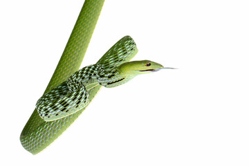 Asian Vine Snake (Ahaetulla prasina) is a species of snake native to Southern Asia. Asian Vine Snake isolated on white background.