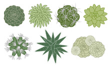 Ensemble D’illustrations Vectorielles Détourées De Diverses Plantes Grasses Et De Cactus Vue Du Dessus.
