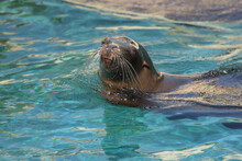 Portrait Of A Sea Lion Swimming In The Water