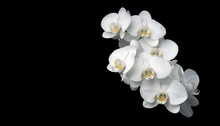 Close Up Shot Of Beautiful White Orchid (Phalaenopsis) Flower Isolated On Black Background. 