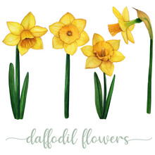 Watercolor Hand Drawn Yellow Daffodil Flower Collection