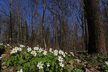 Wall Mural - Anemone nemorosa - early flowers in the forest in spring