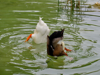 a ducks diving into a lake