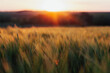 Sunset over a ripening wheat field. Scene of sunset or sunrise on the field with young rye or wheat in the summer. Agriculture concept.