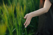 Woman's hand touch green wheat ears. Summer, agriculture and people concept. Close up of young woman hand touching spikelets in cereal field.