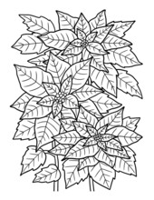 Poinsettia Flower Coloring Page For Adults
