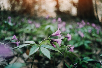 Wall Mural - Biautiful purple spring flower in forest leaves closeup. Nature macro photography