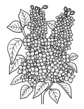 Lilac Flower Coloring Page For Adults