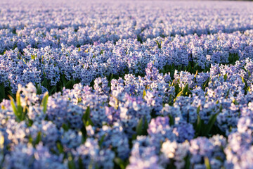 Blue blooming hyacinth field during soft sunset, in the flower bulbs region, South Holland, the Netherlands, macro