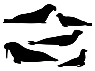 Wall Mural - Set of silhouettes of pinnipeds