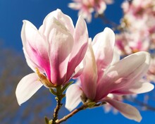 Close-up Of A Pink-white Magnolia Flower Against A Blue Sky On A Sunny Day