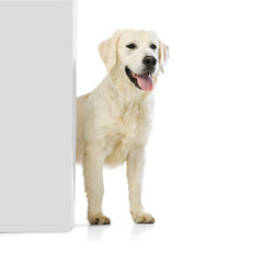 Wall Mural - Adorable golden retriever, cream color dog peeking out wall or corner isolated on white background. Concept of animal, pets, vet, friendship