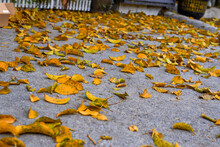 Fallen Yellow Leaves In Autumn
