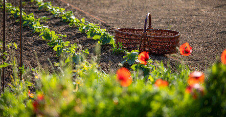 Wall Mural - Panier du jardinier au milieu du jardin potager au printemps.