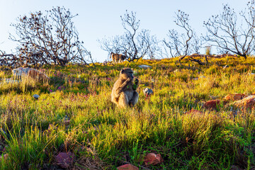 Wall Mural -  Herd of baboons feeding