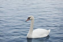 Profile Of White Swan On Blue Misty Lake. Graceful White Swan Swimming In The Lake, Swans In The Wild. Portrait Of A White Swan Swimming On A Lake. The Mute Swan, Latin Name Cygnus Olor.