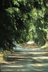 forest walking path with trees stone road in nature, summer walking path forest road green nature landscape