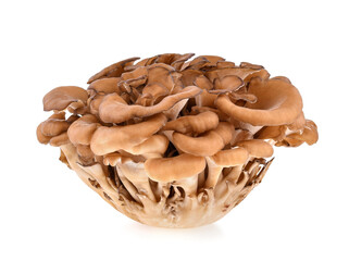 Maitake mushroom on white background