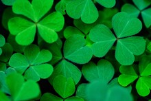 Clover Leaves For Green Background With Three-leaved Shamrocks. St Patrick's Day Background, Holiday Symbol.