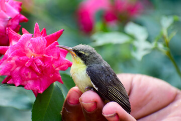 Sticker - Olive-Backed Sunbird on the branch.