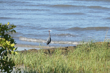 Poster - great blue heron on the beach