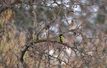 Wall Mural - a small bird on a branch