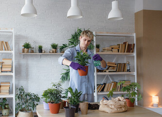 An attractive young man caring for domestic plants, transplants flowers, pours earth into flower pots.