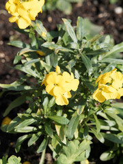 Wall Mural - Erysimum cheiri | Giroflées des murailles ou giroflées ravenelles à fleurs jaune vif