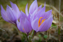 Close Up Of Purple Autumn Crocus In Bloom. Meadow Saffron, Selective Focus.
