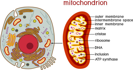 Sticker - Structure of Animal cell and mitochondrion. Educational material for biology lesson