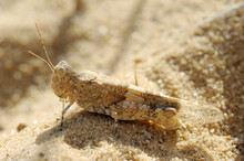 Closeup Of The Nature Of Israel - Grasshopper  On The Sand
