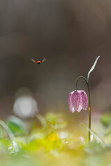 Wall Mural - Beautiful fritillaria meleagris in green enchanted forest