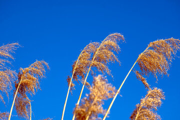 dried rush in the wind with blue sky