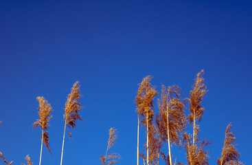 dried rush in the wind with blue sky