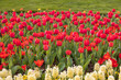 Red tulips and yellow hyacinths in a field