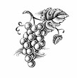 illustration of grapes