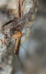 Poster - Fungus gnat om bark, extreme close-up with high magnification