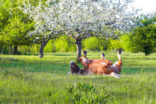 A Horse Is Rolling On A Meadow. Defocus Beautiful Brown Horse Playing In A Meadow In Spring. Nature Blossom Background. Horse Lying On Back On Grass. Out Of Focus