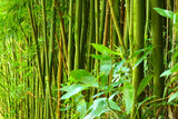 Fototapeta Sypialnia - Power to the Green bamboo in the tropical forest